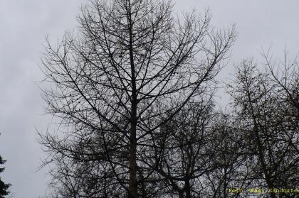 Larix decidua